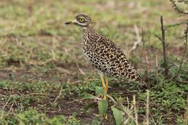 Kulon plamisty - Burhinus capensis - Spotted Thick-knee