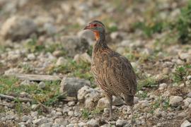 Szponiastonóg żółtogardły - Pternistis leucoscepus - Yellow-necked Spurfowl