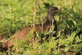 Szponiastonóg nadobny - Pternistis hildebrandti - Hildebrandt's Francolin