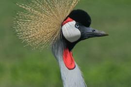 Koronnik szary - Balearica regulorum - Grey Crowned Crane