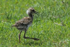 Czajka czarnoskrzydła - Vanellus melanopterus - Black-winged Lapwing