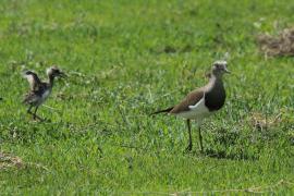 Czajka czarnoskrzydła - Vanellus melanopterus - Black-winged Lapwing