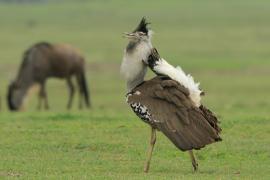 Drop olbrzymi - Ardeotis kori - Kori Bustard
