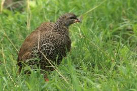 Szponiastonóg nadobny - Pternistis hildebrandti - Hildebrandt's Francolin