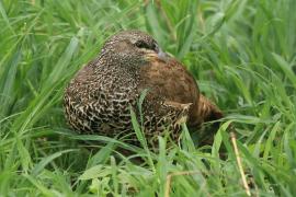 Szponiastonóg nadobny - Pternistis hildebrandti - Hildebrandt's Francolin
