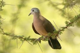 Turkaweczka zielonoplamkowa -Turtur chalcospilos -Emerald-spotted Wood Dove