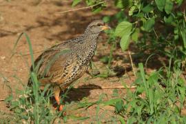 Szponiastonóg nadobny - Pternistis hildebrandti - Hildebrandt's Francolin