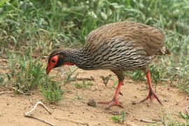 Szponiastonóg czerwonogardły - Pternistis afer - Red-necked Spurfowl