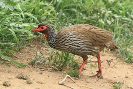 Szponiastonóg czerwonogardły - Pternistis afer - Red-necked Spurfowl