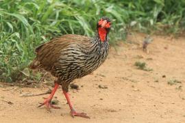 Szponiastonóg czerwonogardły - Pternistis afer - Red-necked Spurfowl