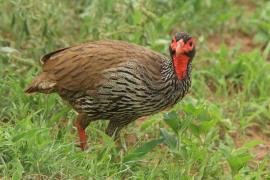 Szponiastonóg czerwonogardły - Pternistis afer - Red-necked Spurfowl