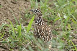 Frankolin czubaty - Dendroperdix sephaena - Crested Francolin