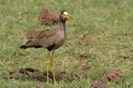 Czajka płowa - Vanellus senegallus - Wattled Lapwing