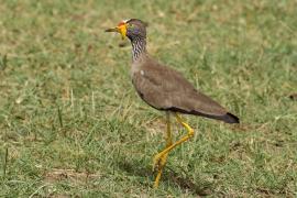 Czajka płowa - Vanellus senegallus - Wattled Lapwing