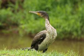 Kormoran etiopski - Microcarbo africanus - Reed Cormorant