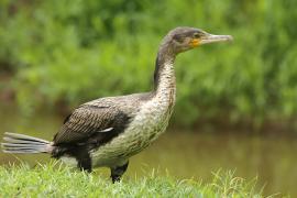 Kormoran etiopski - Microcarbo africanus - Reed Cormorant