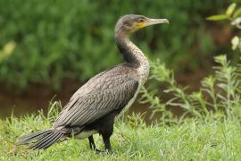 Kormoran etiopski - Microcarbo africanus - Reed Cormorant