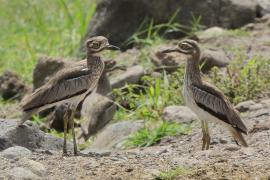 Kulon nadwodny - Burhinus vermiculatus - Water Thick-knee