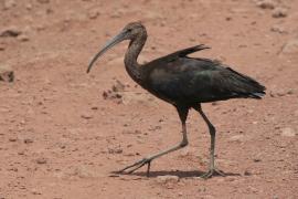 Ibis kasztanowaty - Plegadis falcinellus - Glossy Ibis