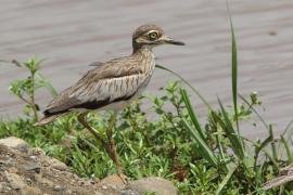 Kulon nadwodny - Burhinus vermiculatus - Water Thick-knee