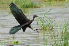 Ibis kasztanowaty - Plegadis falcinellus - Glossy Ibis
