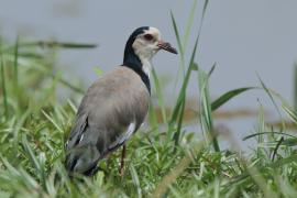 Czajka białolica - Vanellus crassirostris - Long-toed Lapwing
