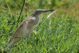 Czapla modronosa - Ardeola ralloides - Squacco Heron