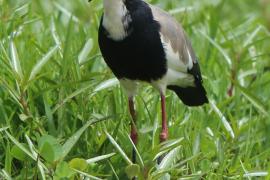 Czajka białolica - Vanellus crassirostris - Long-toed Lapwing