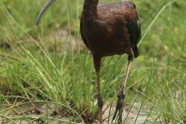 Ibis kasztanowaty - Plegadis falcinellus - Glossy Ibis