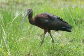 Ibis kasztanowaty - Plegadis falcinellus - Glossy Ibis