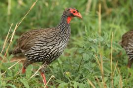 Szponiastonóg czerwonogardły - Pternistis afer - Red-necked Spurfowl