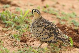 Stepówka czarnolica - Pterocles decoratus  - Black-faced Sandgrouse