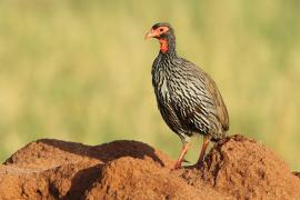 Szponiastonóg czerwonogardły - Pternistis afer - Red-necked Spurfowl