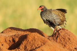 Szponiastonóg czerwonogardły - Pternistis afer - Red-necked Spurfowl