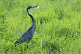 Czapla czarnogłowa - Ardea melanocephala - Black-headed Heron