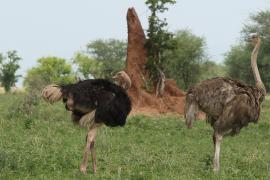 Struś czerwonoskóry - Struthio camelus - Common Ostrich