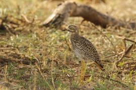 Kulon plamisty - Burhinus capensis - Spotted Thick-knee