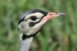Dropik senegalski - Eupodotis senegalensis - White-bellied Bustard