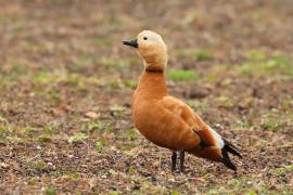 Kazarka rdzawa - Tadorna ferruginea - Ruddy Shelduck