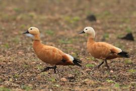 Kazarka rdzawa - Tadorna ferruginea - Ruddy Shelduck