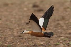 Kazarka rdzawa - Tadorna ferruginea - Ruddy Shelduck