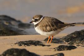 Sieweczka obrożna - Charadrius hiaticula - Common Ringed Plover