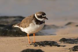 Sieweczka obrożna - Charadrius hiaticula - Common Ringed Plover