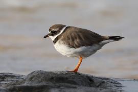 Sieweczka obrożna - Charadrius hiaticula - Common Ringed Plover