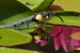 Zaskroniec - Natrix natrix - Grass snake