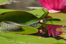 Zaskroniec - Natrix natrix - Grass snake