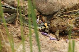Zaskroniec - Natrix natrix - Grass snake