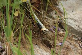 Zaskroniec - Natrix natrix - Grass snake