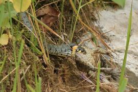 Zaskroniec - Natrix natrix - Grass snake