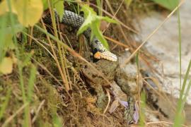 Zaskroniec - Natrix natrix - Grass snake